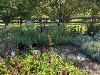 Hummingbird sage (S. spathacea) grows along with other drought-tolerant plants in the Summer Dry Garden in the Demo Garden
