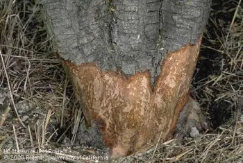 The crown and lower trunk of this tree girdled by voles. UC IPM Project