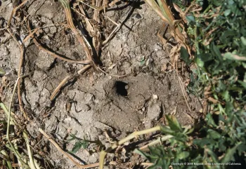 Vole burrow entrance. UC IPM Program
