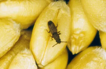 Small brown bug on grains