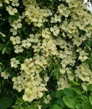 The flowers are composed of four-petal-like bracts arranged around a head of very small flowers tightly clustered at the center of the bracts. The leaves of this plant, as common with most dogwoods, are simple with veins curving as they approach the leaf margin, These leaves are dark green and shaped like a miniature tapering trowel. On this plant, the bracts are white.