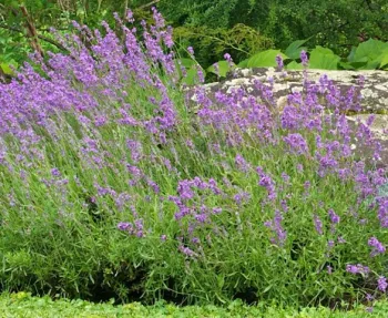 English Lavender (Lavandula angustifolia)