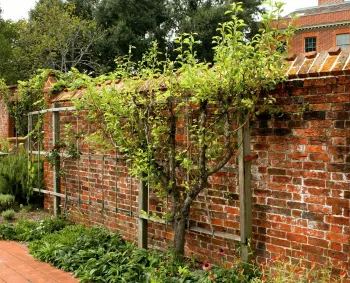 Photo of a beautiful espalier fruit tree against a brick fence.
