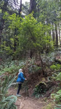 A person standing below a tall huckleberry in the forest