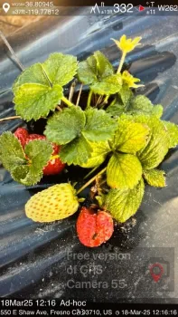 Foto de una planta de fresa con unos datos incluidos de GPS