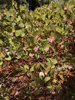 A Greenleaf Manzanita shrub in bloom in a hillside Lake Tahoe Basin garden