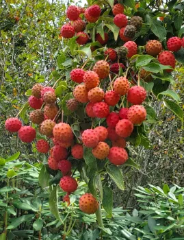 Cornus capitata fruit The pale salmon to bright orange-red fruits are borne in pendulous clusters on this dogwood. The fruits appear like small, warty red ping-pong balls hanging from stiff stalks. The fruits are draped amidst the dark green leaves