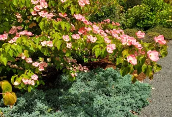 Juniper Blue Stal with Cornus Radiant Rose Cornus kousa “Radiant Rose” has deep pink bracts with white centers and reddish coloring on the leaves. This dogwood has a blue-tinged creeping juniper growing beneath it. Both plants are adjacent to a gravel path.