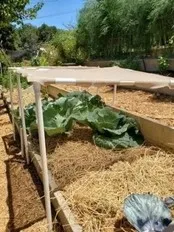 Photo of a simple shade cloth structure over vegetables in a garden bed.