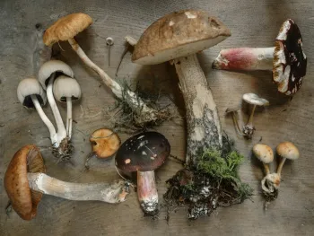 a variety of mushrooms