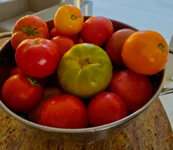 a bowl of ripe tomatoes