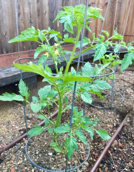 tomato plant starting to flower