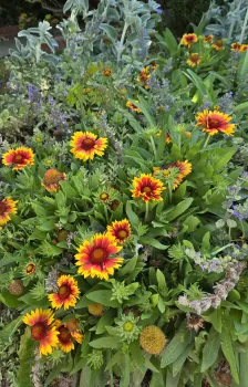 Orange gaillardia, lavendar catmint and lambs ear in garden.