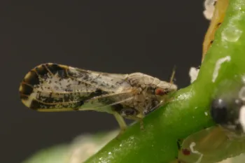 asian citrus disease