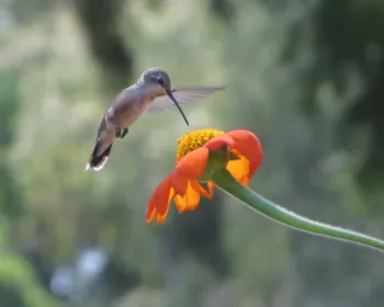 Anna's Hummingbird. J. Alosi