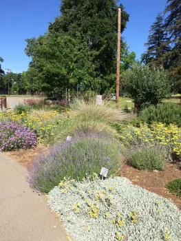 The Demo Garden at Patrick Ranch has an All-Star Garden devoted to plants that do especially well in our climate. Laura Kling