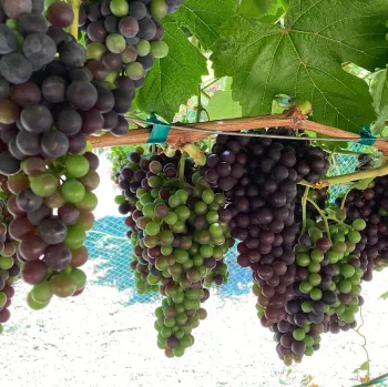 Grapes in the orchard of Our Garden