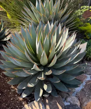 Agave planted in a garden