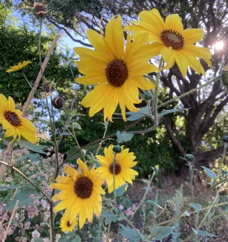 Delta sunflowers with multiple blooms on a bush