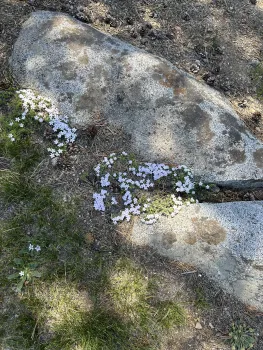 small white flowers growing in a rock crevice