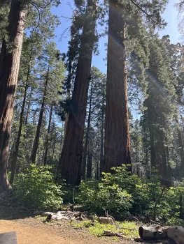 Sequoia trees with blue sky
