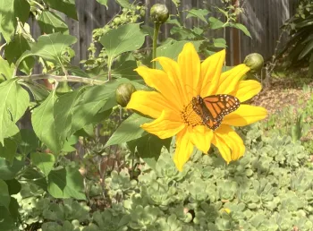 Monarch butterfly on a Tithonia diversifolia, Mexican sunflower