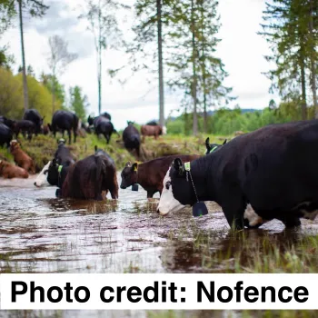 Cow fitted with a Nofence VF Collar