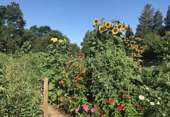 Our Garden Demonstration Garden during Summer_photo courtesy, Greg Letts.jpg