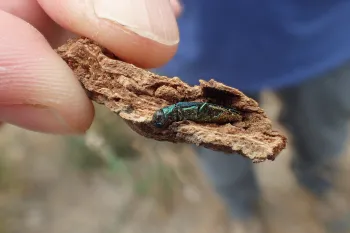 Dark metallic green beetle laying on a small piece of bark held between a persons thumb and finger.