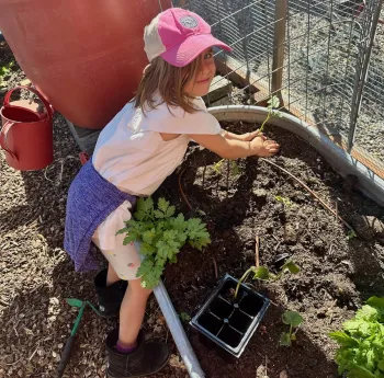 child planting green bean seedlings in a raised bed