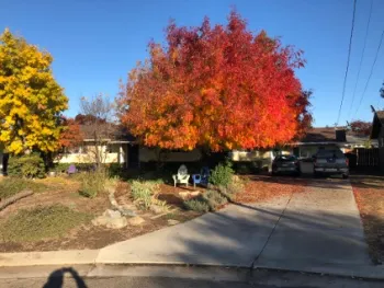 photo of Chinese Pistache tree in autumn with fall leaves