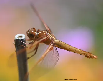 Flame skimmer dragonfly, Libellula saturata. (Photo by Kathy Keatley Garvey)