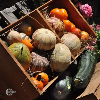 Fruits and Vegetables Harvested