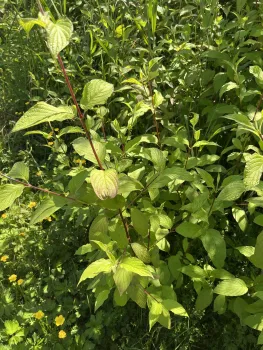 New grown on a red-twig dogwood growing in lush green environment