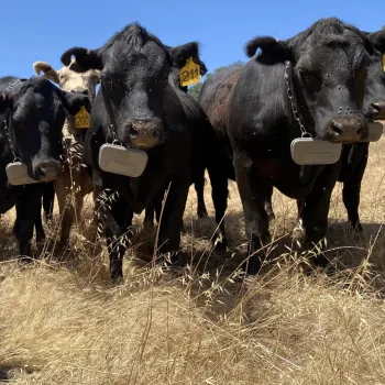 cattle fitted with Vence VF collars