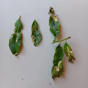 5 peach leaves on a table showing pest damage