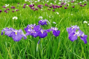 A field of blooming iris