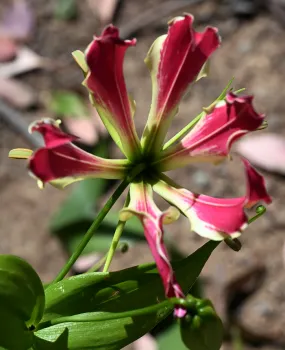 A flame lily, genus Gloriosa, in the BOG garden.