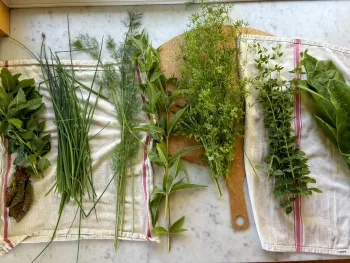 fresh herbs cut from the garden