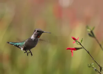Hummingbird hovering at red salvia flower