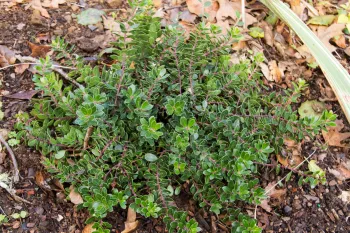 Manzanita Emerald Carpet, a low-growing native ground cover