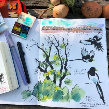 Nature Journal of Robin Lee Carlson showing a yellow billed magpie in watercolors.