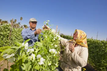 Two farmers harvest peas by hand