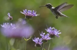 hummingbird flying over a California native sage plant