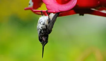 hummingbird hanging upside down from a twig in a state of torpor