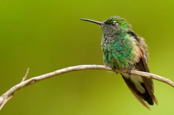 hummingbird perched on a twig