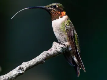 perched hummingbird sticking out its forked tongue