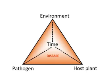 Diagram: plant disease tetrahedron
