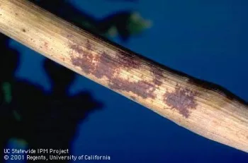 Close-up of a plant stem with dark reddish-brown lesions or spots along its surface.