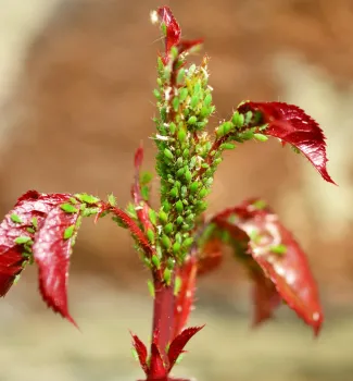 young plant covered in aphids